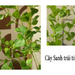 Cây thiên trúc giả, cây cảnh giả, cây giả decor, cây giả