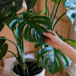 Cây trầu bà giả, cây cảnh giả, cây giả decor, cây giả