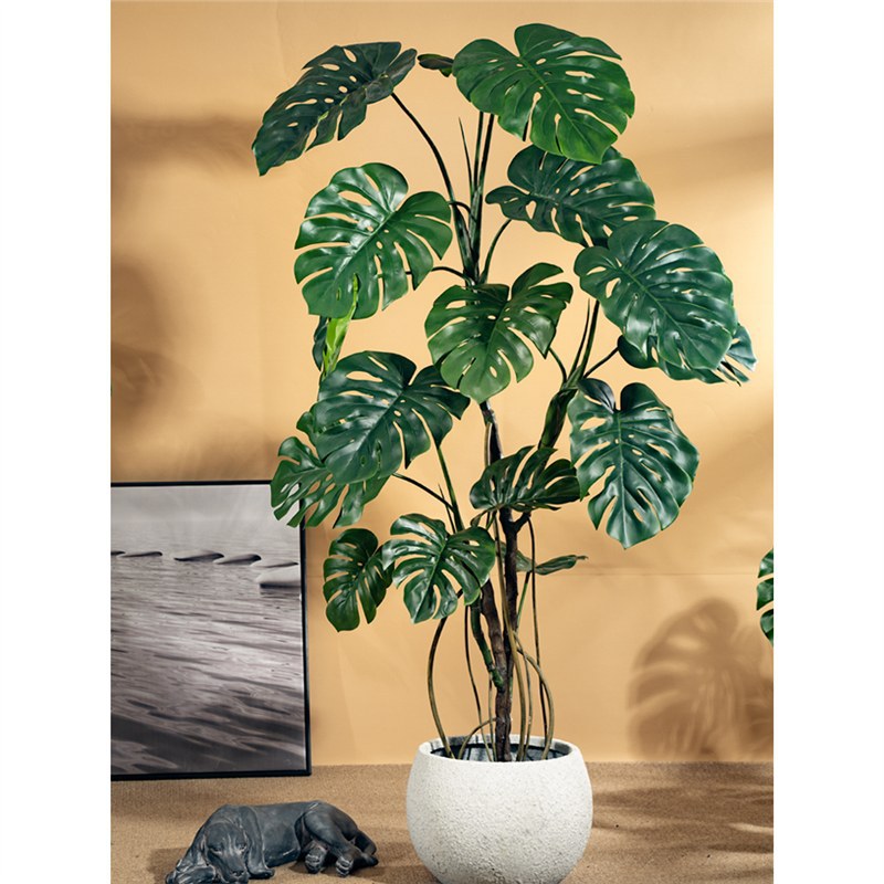 Cây trầu bà Nam Mỹ