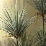 Cây máu rồng giả, cây cảnh giả, cây giả decor, cây giả