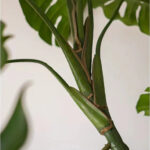 Cây trầu bà giả, cây cảnh giả, cây giả decor, cây giả