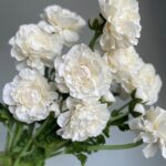 Hoa mao lương giả, hoa decor trang trí nhà cửa, hoa giả