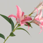 Hoa LY giả, hoa decor trang trí nhà cửa, hoa giả