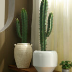 Cây xương rồng giả, cây cảnh giả, cây giả decor, cây giả