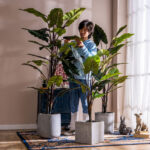 Cây hiên niên kiện giả, cây cảnh giả, cây giả decor, cây giả