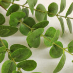 Cành khuynh diệp giả, cành cây giả trang trí