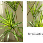 Cây thiên niên kỷ giả, cây cảnh giả, cây giả decor, cây giả