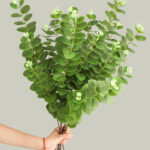 Cành khuynh diệp giả, cành cây giả trang trí