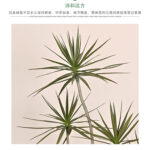 thiên niên kỷ sa mạc giả, cành cây giả, cành giả, cây giả