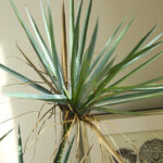 cây huyết giác giả, cành cây giả, cành giả, cây giả