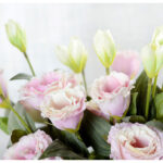 Hoa lan tường giả trang trí nhà cửa cao cấp