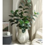 Cây đa giả, cây cảnh giả trang trí nhà cửa