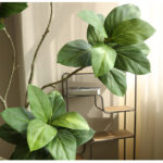 Cây đa giả, cây cảnh giả trang trí nhà cửa