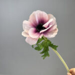 Hoa hải quỳ giả cao cấp