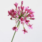 Hoa Thanh anh giả trang trí nhà cửa