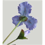 Hoa diên vĩ giả trang trí nhà cửa