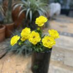 Hoa mao lương giả trang trí nhà cửa