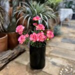 Hoa mao lương giả trang trí nhà cửa