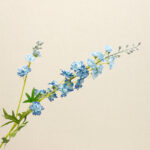 Hoa phi yến giả trang trí nhà cửa