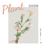 Hoa ren nữ hoàng giả trang trí nhà cửa