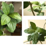 Cây đa giả, cây cảnh giả trang trí nhà cửa