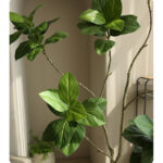 Cây đa giả, cây cảnh giả trang trí nhà cửa