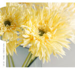 Hoa đồng tiền giả trang trí nhà cửa