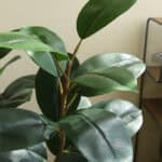 Cây đa giả, cây cảnh giả trang trí nhà cửa