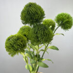 Hoa green wicky giả cao cáp trang trí nhà cửa