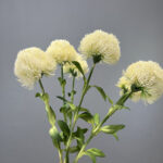 Hoa green wicky giả cao cáp trang trí nhà cửa