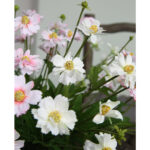 Hoa xuyến chi giả cao cấp