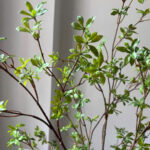 Cành thạch nam giả