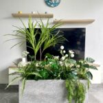 Cành máu rồng giả