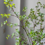 Cành thạch nam giả