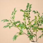 Cành hạnh phúc giả