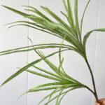 Cành máu rồng giả