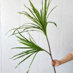 Cành máu rồng giả