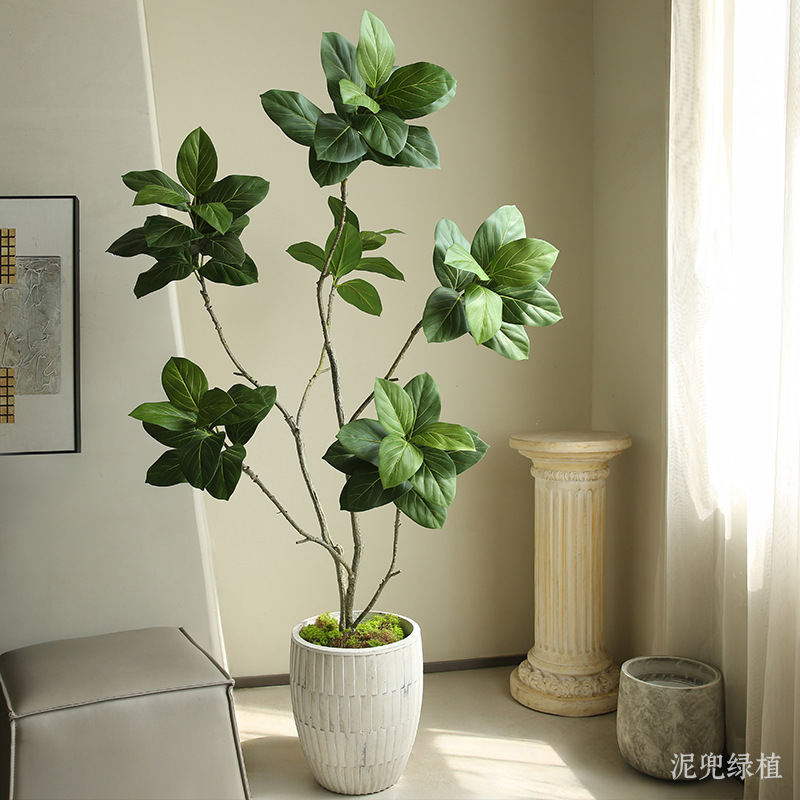 Cây đa phú quý giả