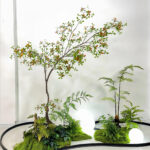 Cây hải đào giả cao cấp