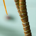 Cây huyết rồng giả