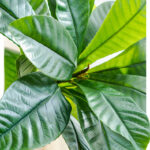 Cây sơn trà giả cao cấp