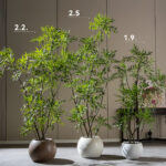 Cây hoàng liên nhiều nhánh giả