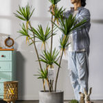 Cây huyết rồng giả