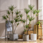 Cây huyết rồng giả