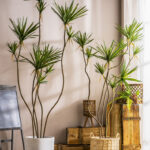 Cây huyết rồng giả