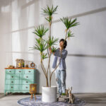 Cây huyết rồng giả