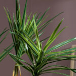 Cây huyết rồng giả