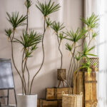 Cây huyết rồng giả