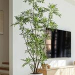 Cây hoàng liên nhiều nhánh giả