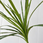 Cành máu rồng giả